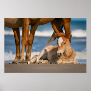 Kutest Baby Animals   Newborn Corolla Wild Horse Poster