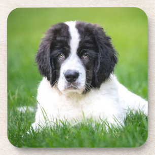 Kutest Baby Animals   Newfoundland Puppy Bier Onderzetter