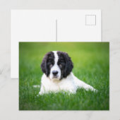 Kutest Baby Animals | Newfoundland Puppy Briefkaart (Voorkant / Achterkant)