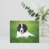 Kutest Baby Animals | Newfoundland Puppy Briefkaart (Staand voorkant)