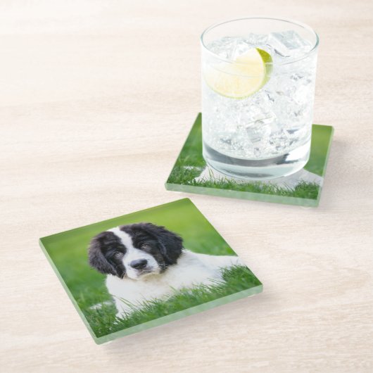 Kutest Baby Animals | Newfoundland Puppy Glazen Onderzetter (Schuin)