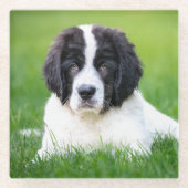 Kutest Baby Animals | Newfoundland Puppy Glazen Onderzetter (Voorkant)