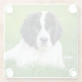 Kutest Baby Animals | Newfoundland Puppy Glazen Onderzetter (Achterkant)