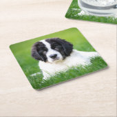 Kutest Baby Animals | Newfoundland Puppy Kartonnen Onderzetters (Schuin)