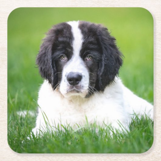 Kutest Baby Animals | Newfoundland Puppy Kartonnen Onderzetters (Voorkant)