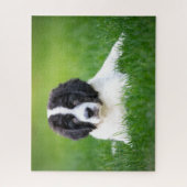 Kutest Baby Animals | Newfoundland Puppy Legpuzzel (Verticaal)