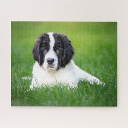 Kutest Baby Animals | Newfoundland Puppy Legpuzzel (Horizontaal)