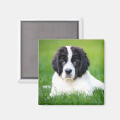 Kutest Baby Animals | Newfoundland Puppy Magneet (Voorkant / Achterkant)