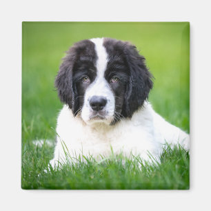 Kutest Baby Animals   Newfoundland Puppy Magneet