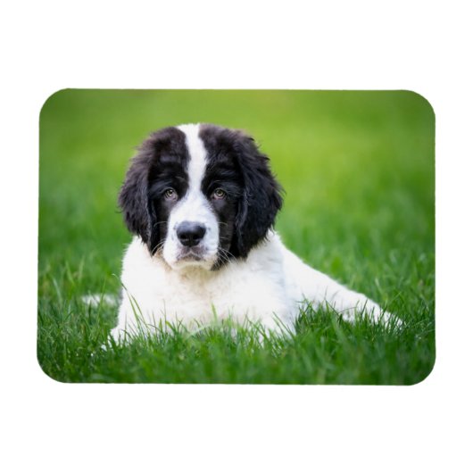 Kutest Baby Animals | Newfoundland Puppy Magneet (Horizontaal)
