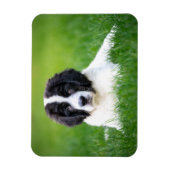 Kutest Baby Animals | Newfoundland Puppy Magneet (Verticaal)