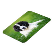 Kutest Baby Animals | Newfoundland Puppy Magneet (Linkerzijde)