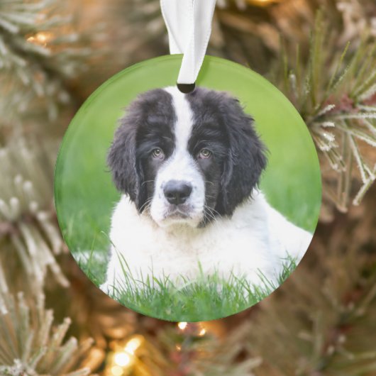 Kutest Baby Animals | Newfoundland Puppy Ornament (Boom)
