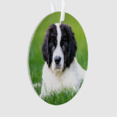 Kutest Baby Animals | Newfoundland Puppy Ornament (voorkant)