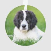 Kutest Baby Animals | Newfoundland Puppy Ornament (achterkant)