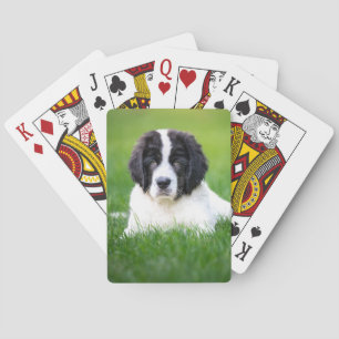 Kutest Baby Animals   Newfoundland Puppy Pokerkaarten