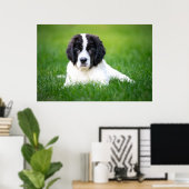 Kutest Baby Animals | Newfoundland Puppy Poster (Thuiskantoor)