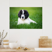 Kutest Baby Animals | Newfoundland Puppy Poster (Keuken)