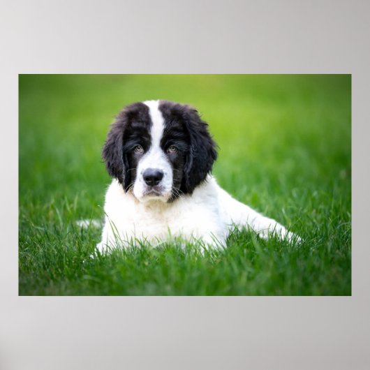 Kutest Baby Animals | Newfoundland Puppy Poster (Voorkant)