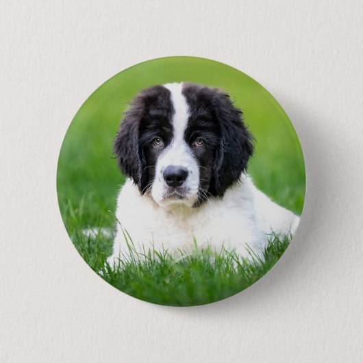 Kutest Baby Animals | Newfoundland Puppy Ronde Button 5,7 Cm (Voorkant)