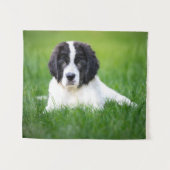 Kutest Baby Animals | Newfoundland Puppy Wandkleed (Voorkant (horizontaal))