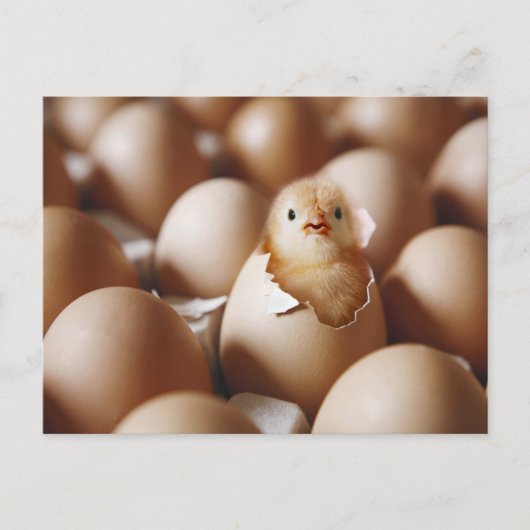 Kutest Baby Animals | Nieuwe Baby Chick Briefkaart (Voorkant)