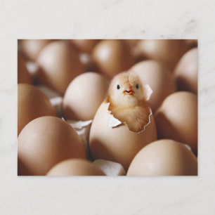 Kutest Baby Animals   Nieuwe Baby Chick Briefkaart