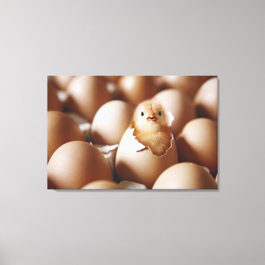 Kutest Baby Animals | Nieuwe Baby Chick Canvas Afdruk (Voorkant)