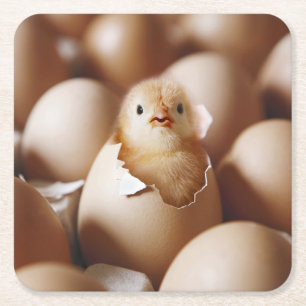 Kutest Baby Animals   Nieuwe Baby Chick Kartonnen Onderzetters