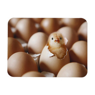 Kutest Baby Animals Nieuwe Baby Chick Magneet