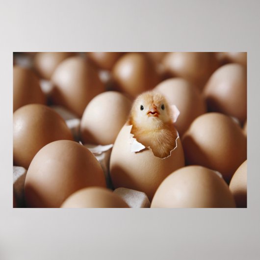 Kutest Baby Animals | Nieuwe Baby Chick Poster (Voorkant)