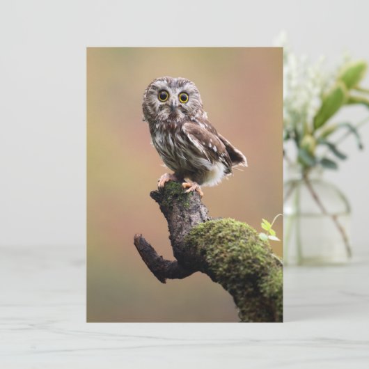 Kutest Baby Animals | Noordelijke Saw Whet Owl Bedankkaart (Staand voorkant)