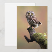 Kutest Baby Animals | Noordelijke Saw Whet Owl Bedankkaart (Voorkant / Achterkant)