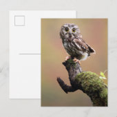 Kutest Baby Animals | Noordelijke Saw Whet Owl Briefkaart (Voorkant / Achterkant)