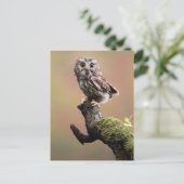 Kutest Baby Animals | Noordelijke Saw Whet Owl Briefkaart (Staand voorkant)