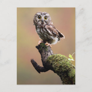 Kutest Baby Animals   Noordelijke Saw Whet Owl Briefkaart