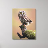 Kutest Baby Animals | Noordelijke Saw Whet Owl Canvas Afdruk (Voorkant)