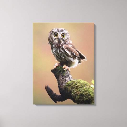 Kutest Baby Animals | Noordelijke Saw Whet Owl Canvas Afdruk (Voorkant)