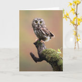 Kutest Baby Animals | Noordelijke Saw Whet Owl Kaart (Gele Bloem)