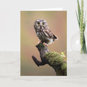 Kutest Baby Animals   Noordelijke Saw Whet Owl Kaart