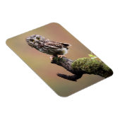 Kutest Baby Animals | Noordelijke Saw Whet Owl Magneet (Rechterzijde)