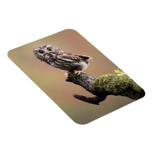 Kutest Baby Animals | Noordelijke Saw Whet Owl Magneet (Rechterzijde)