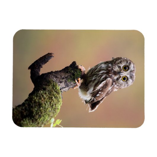 Kutest Baby Animals | Noordelijke Saw Whet Owl Magneet (Horizontaal)