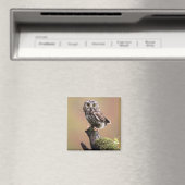 Kutest Baby Animals | Noordelijke Saw Whet Owl Magneet (Insitu (Vaatwasser))