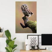 Kutest Baby Animals | Noordelijke Saw Whet Owl Poster (Thuiskantoor)