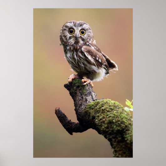 Kutest Baby Animals | Noordelijke Saw Whet Owl Poster (Voorkant)