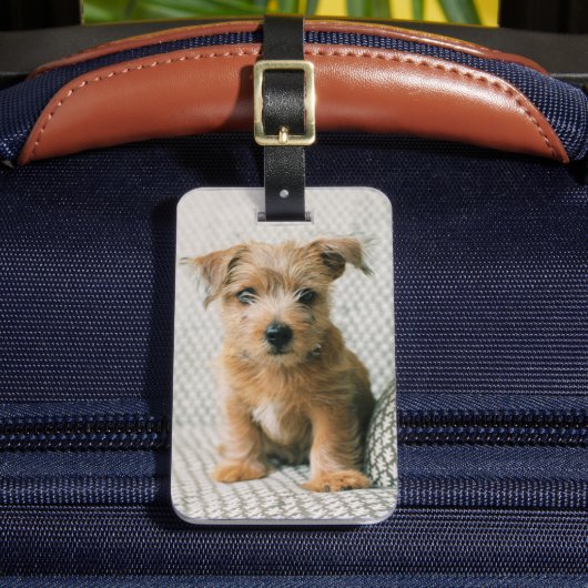 Kutest Baby Animals | Norfolk Terrier Puppy Bagagelabel (Voorkant Insitu 2)