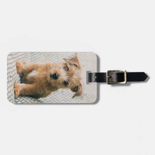 Kutest Baby Animals | Norfolk Terrier Puppy Bagagelabel (Voorkant horizontaal)