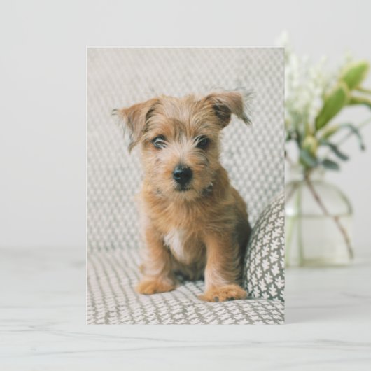 Kutest Baby Animals | Norfolk Terrier Puppy Bedankkaart (Staand voorkant)