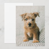 Kutest Baby Animals | Norfolk Terrier Puppy Bedankkaart (Voorkant / Achterkant)